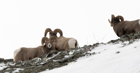 Glacier Park Wildlife - Seth Anderson Photography
