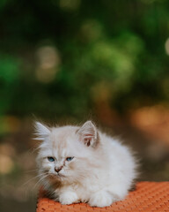 Naklejka na ściany i meble Pedigree cat, small kitten portrait isolated on blurry background. Kitten sitting on the table in the yard. Pet enjoying being outside. Cute cat relaxing outdoor. Wonderful mood.