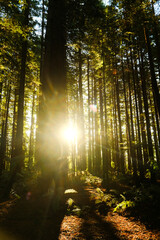 Morning Sunlight in a Dense Forest - Beautiful Sun Walking Track with Trees