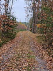 A dirt road covered in fallen leaves leads through a forest. A dirt road covered in a thick layer of fallen leaves winds its way through a lush, green forest.
The trees on either side of the road are 