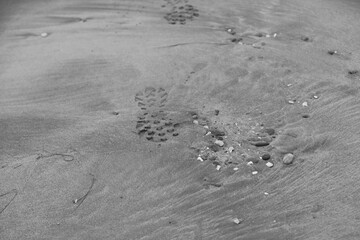 Beach sand dune sea in southern France