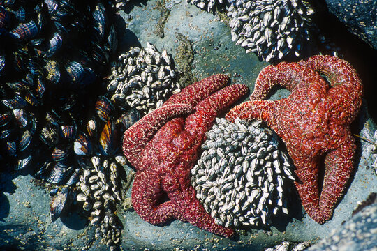 Two sea stars are nestled among mussels and barnacles in a tide pool at Stinson Beach, California