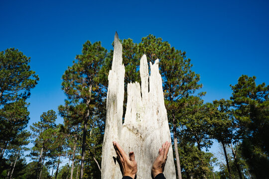 A man's hands mimic the cuts in the stump of a longleaf pine tree harvested for turpentine centuries ago