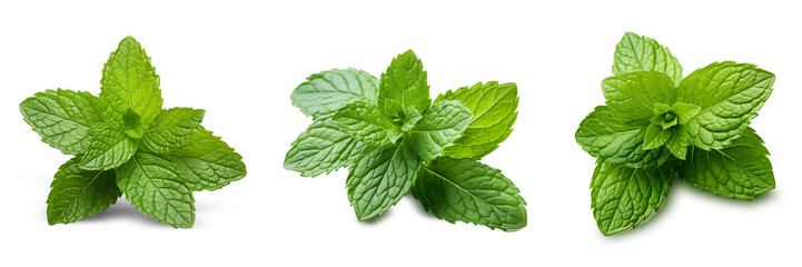 Fresh green mint leaves on transparency , png - obrazy, fototapety, plakaty