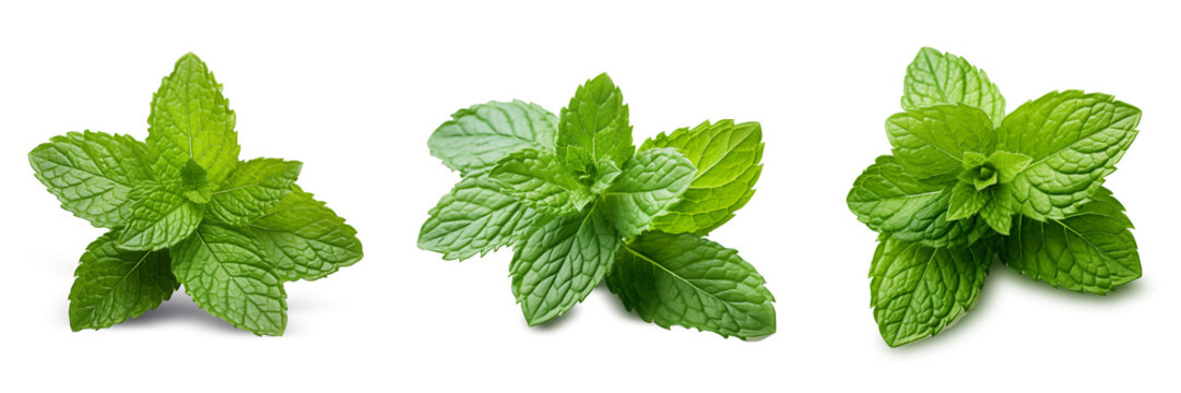 Fresh green mint leaves on transparency , png - Powered by Adobe