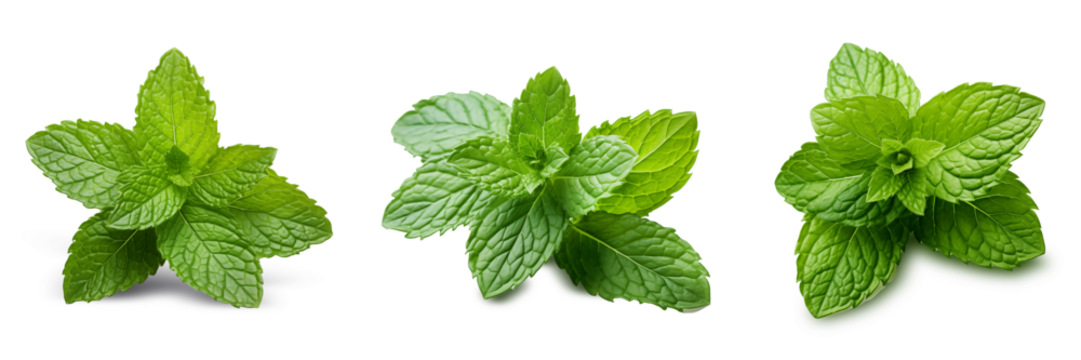 Fresh green mint leaves on transparency , png