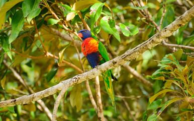 Rainbow lorikeet (Trichoglossus moluccanus) parrot, colorful small bird, animal sitting high on a tree branch.