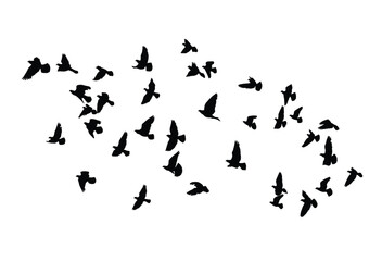 Vector silhouettes of flying birds, isolated set