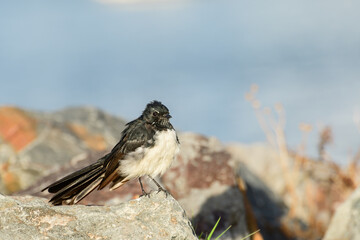 Willie wagtail(Rhipidura leucophrys) a small bird sitting on a stone on the river bank.
