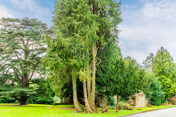 A view towards the overgrown ruins of Wroxall Priory in Warwickshire on a winter's day