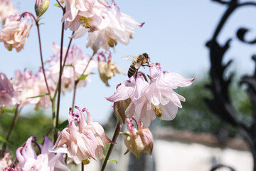 Honigbiene auf blühender Blume