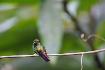 Fototapeta premium he coppery-headed emerald (Microchera cupreiceps) is a small hummingbird in the 