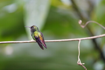 he coppery-headed emerald (Microchera cupreiceps) is a small hummingbird in the 