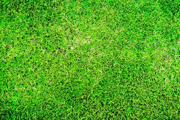 Green grass texture background field