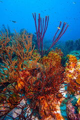 Caribbean coral garden © John Anderson