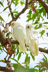 Long-billed corella (Cacatua tenuirostris) white parrot medium-sized bird, animals sit high on a tree branch in the park.