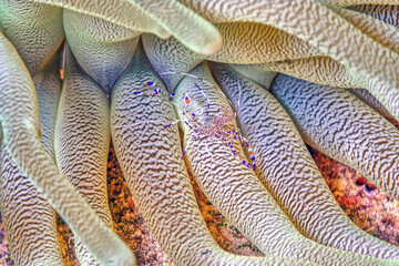 Sea anemones with spotted cleaner shrimp waiting - Powered by Adobe