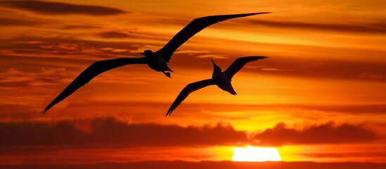 Two frigate birds fly side by side during a sunset in Santa Cruz, Galapagos Islands. - obrazy, fototapety, plakaty