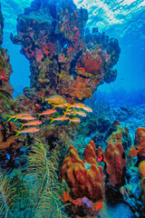 Fototapeta na wymiar Caribbean coral garden