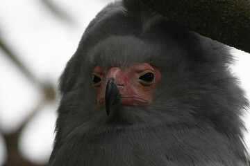 The African Harrier-Hawk, Harrier Hawk or Gymnogene (Polyboroides typus).