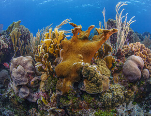 Caribbean coral garden