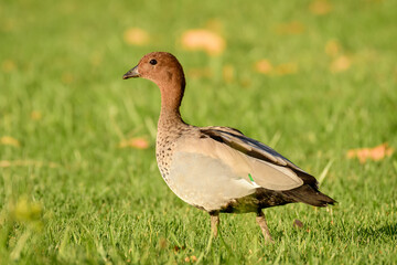 Australian wood duck (Chenonetta jubata) male medium size water bird, animal stands on green grass in the park.