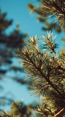 Emerald Embrace: Close-Up of a Pine Branch Bathed in Sunlight. Forest Symphony: Sunlight Dances on a Vibrant Pine Branch.