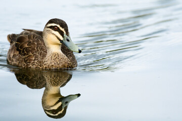 Pacific black duck (Anas superciliosa) medium-sized water bird, the animal floats on the water in...