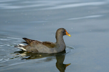 Common moorhen (Gallinula chloropus) a medium-sized water bird with black plumage and a red beak, the animal swims on the calm water of the pond.