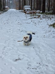 A small white maltese dog wearing a jacket is standing on a snowy path in the woods. The dog is holding a stick in its mouth. A small white dog wearing a blue jacket stands on a snowy path in the wood