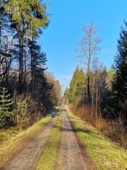 Fototapeta na wymiar A dirt road winding through a lush, green forest. A dirt path winds its way through a forest, disappearing into the distance. Tall trees on either side of the path create a canopy of leaves, blocking 