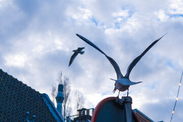 Seagulls living within the city