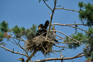 great cormorant, Phalacrocorax carbo sinensis, sitting in their nesting colony high up in the tree...
