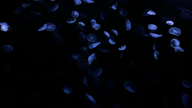moon jellyfish ranbow color 4K UHD