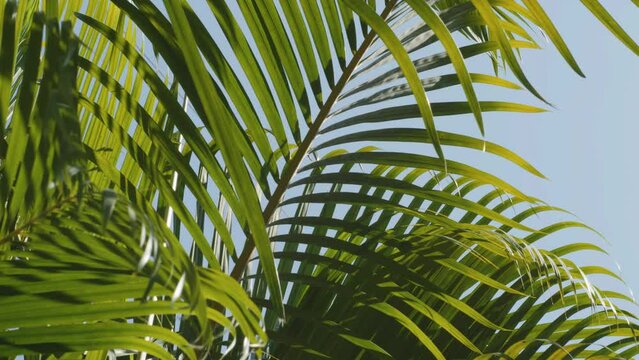 slow motion of green palm leaf swaying in wind breeze