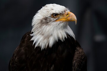 The Bald Eagle (Haliaeetus leucocephalus).