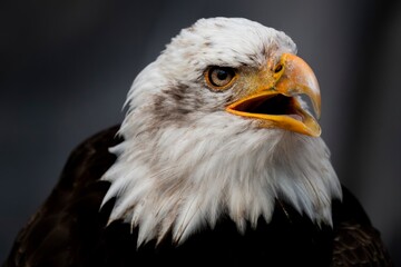 The Bald Eagle (Haliaeetus leucocephalus).