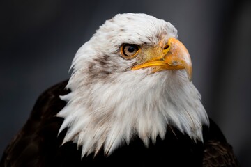 Fototapeta premium The Bald Eagle (Haliaeetus leucocephalus).