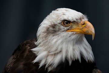 The Bald Eagle (Haliaeetus leucocephalus).