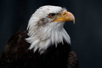 The Bald Eagle (Haliaeetus leucocephalus).