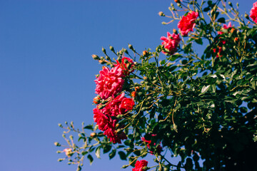 Pink red rose buds in full bloom against blue sky. Blooming rosebuds on a rosebush in summer...