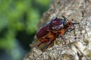 Scarabeo rinoceronte (Oryctes nasicornis). Sassari. SS, Sardegna. Italy.