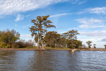 Tall Old Growth Cypress Tree Among Tree Stumps from Long Ago Logging Operations, Atchafalaya Swamp,...