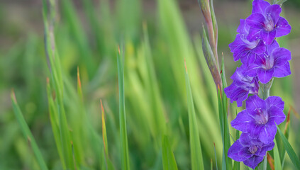 Gladiolus Garden Close  