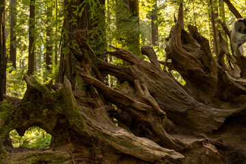 giant redwood roots