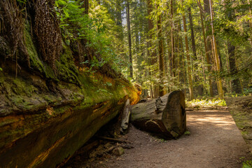 fallen giant redwood tree