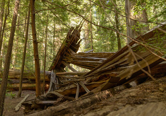 fallen giant redwood tree