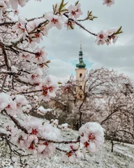 Zelfklevend Fotobehang Blooming park and almond trees covered with snow © vetrana