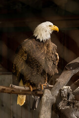 bald eagle