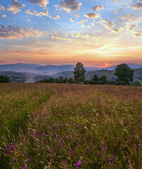 Summer twilight Carpathian mountain countryside meadows. with beautiful wild flowers